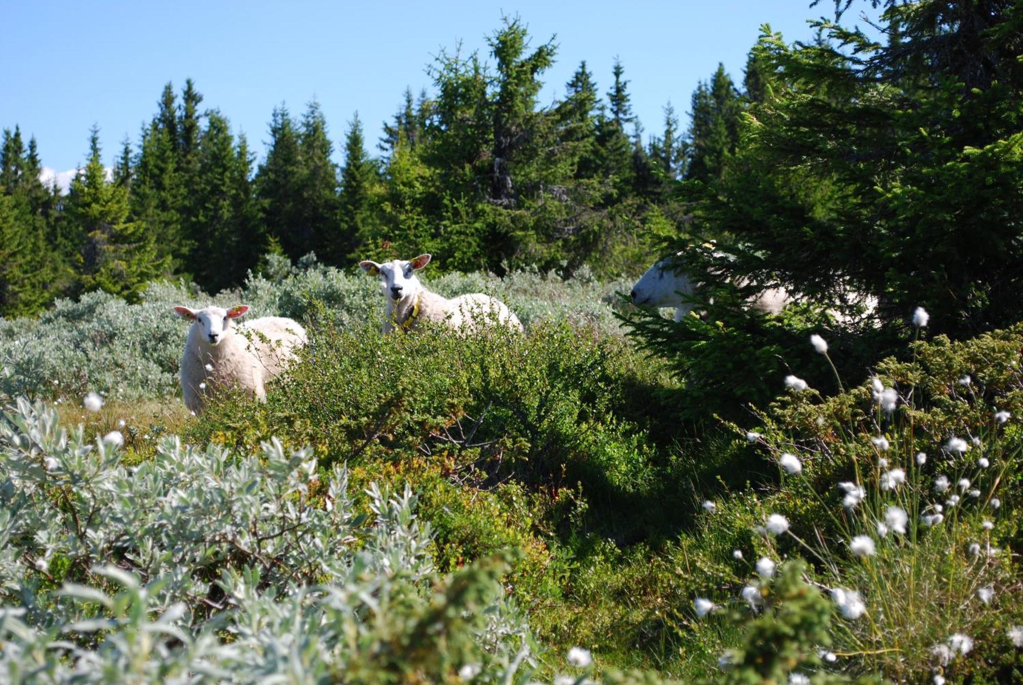 Nordseter Fjellpark, Hyttegrend Eksteriør bilde